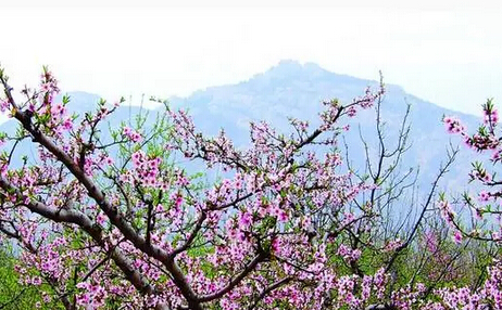 看青山绿水，赏万亩桃花，玩篝火烧烤，相约露营基地