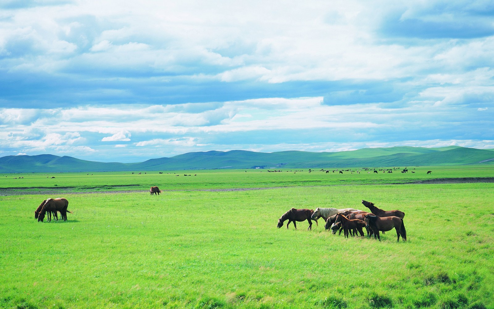 Wallcoo_com_Vast_summer_grassland_24.jpg